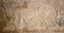 Figure 13. Dogs bringing down Gazelle and Oryx, Tomb of Ptahhotep, 5th Dyn Saqqara. Photograph courtesy of Osirisnet