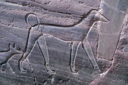 Figure 15. tsm and bHn type Dogs in tomb of Sarenput I Middle Kingdom Aswan 12th Dynasty. Photograph courtesy of Osirisnet