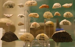 Khartoum Mesolithic microliths